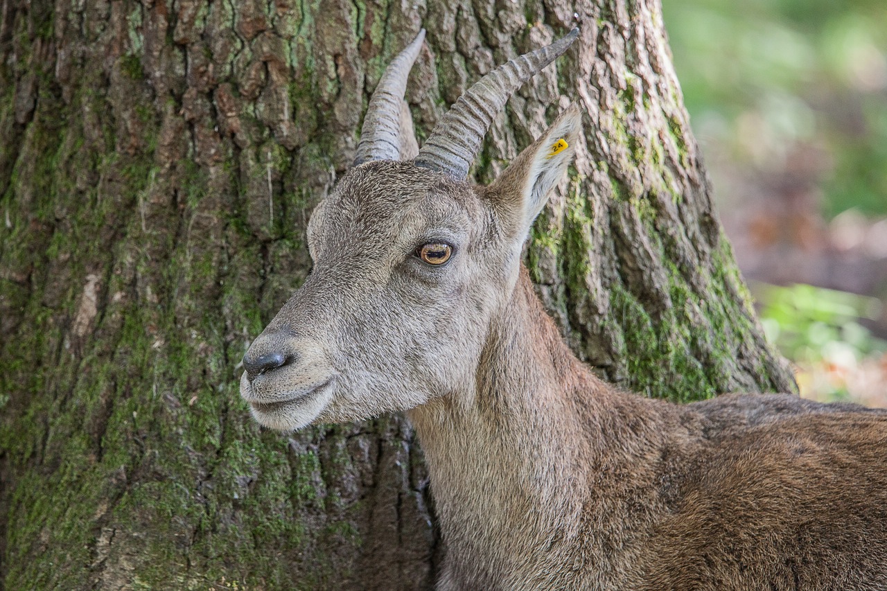 An den Baum gekuschelt....