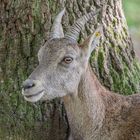 An den Baum gekuschelt....