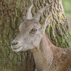 An den Baum gekuschelt mit....