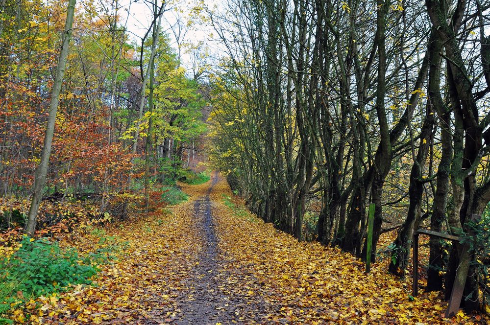 An den Benther Berg - Terrassen