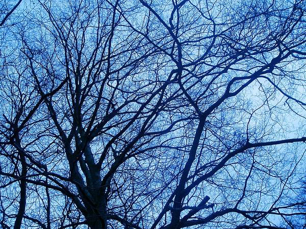 an den blättern kann man erkennen, um was für einen baum es sich handelt