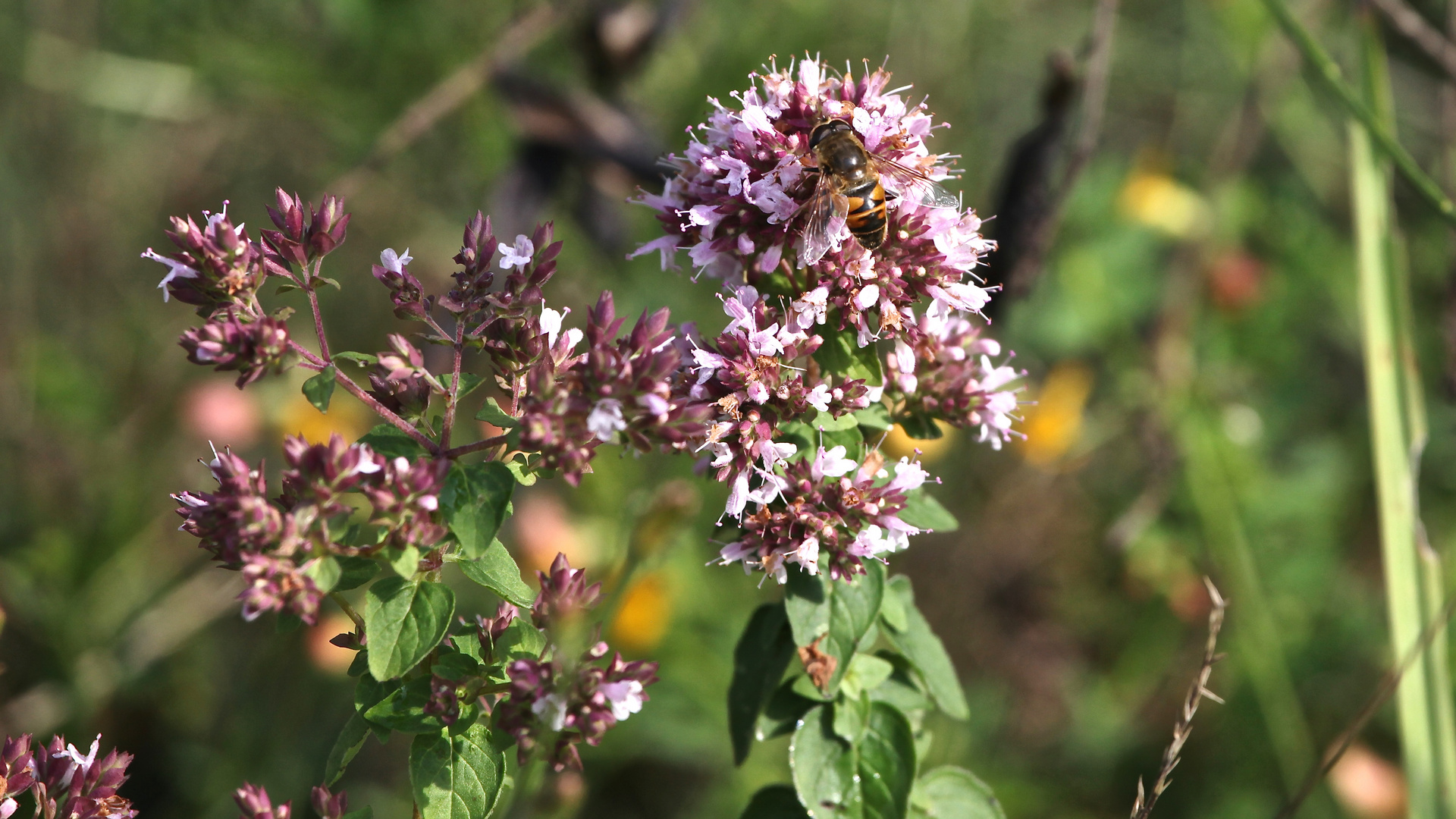 An den Blüten des wilden Thymian