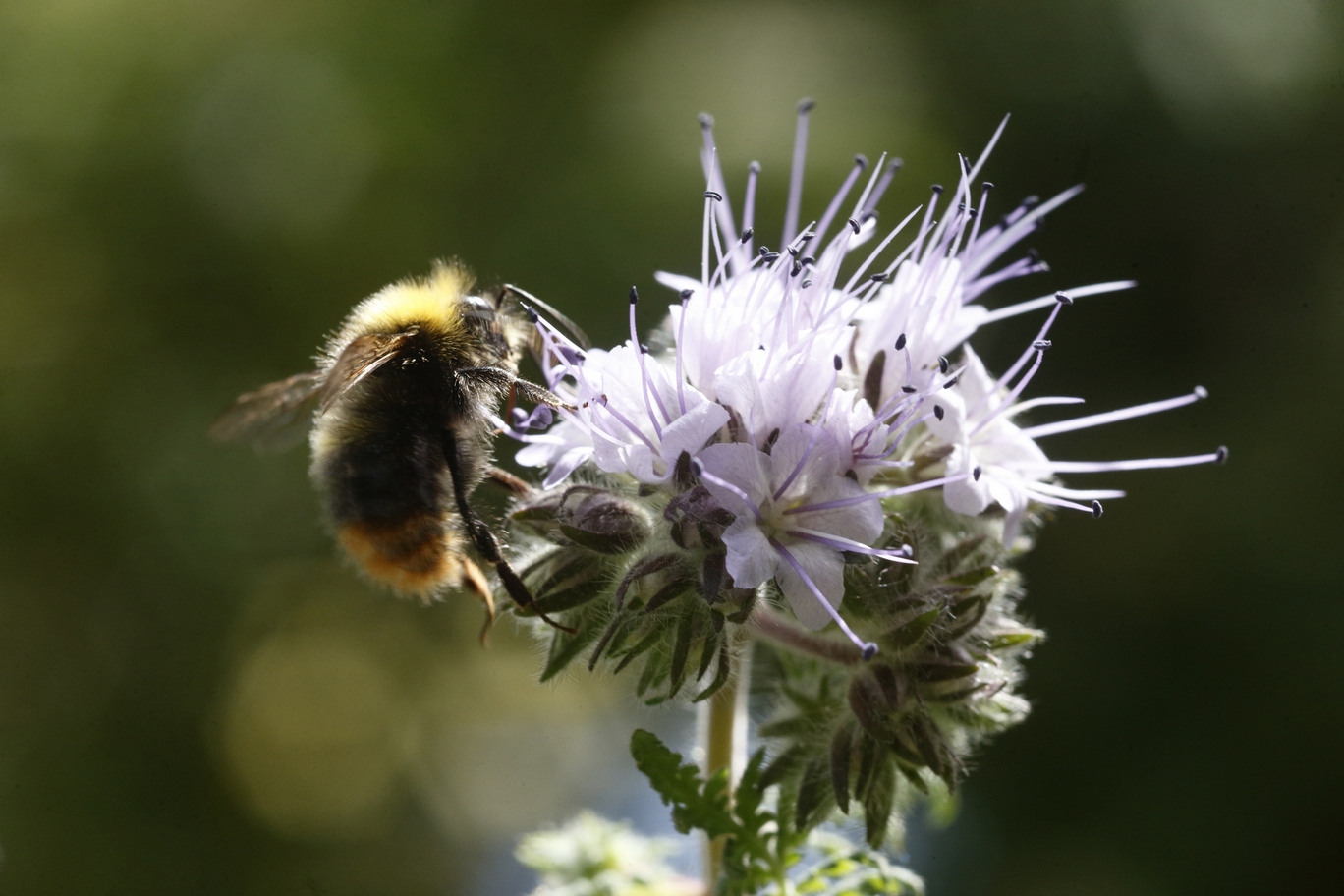 An den Blüten naschen