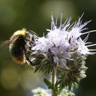 An den Blüten naschen