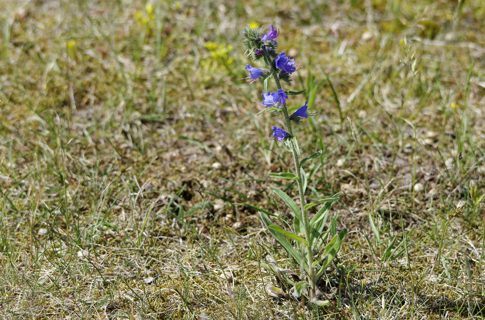 an den Dünen....