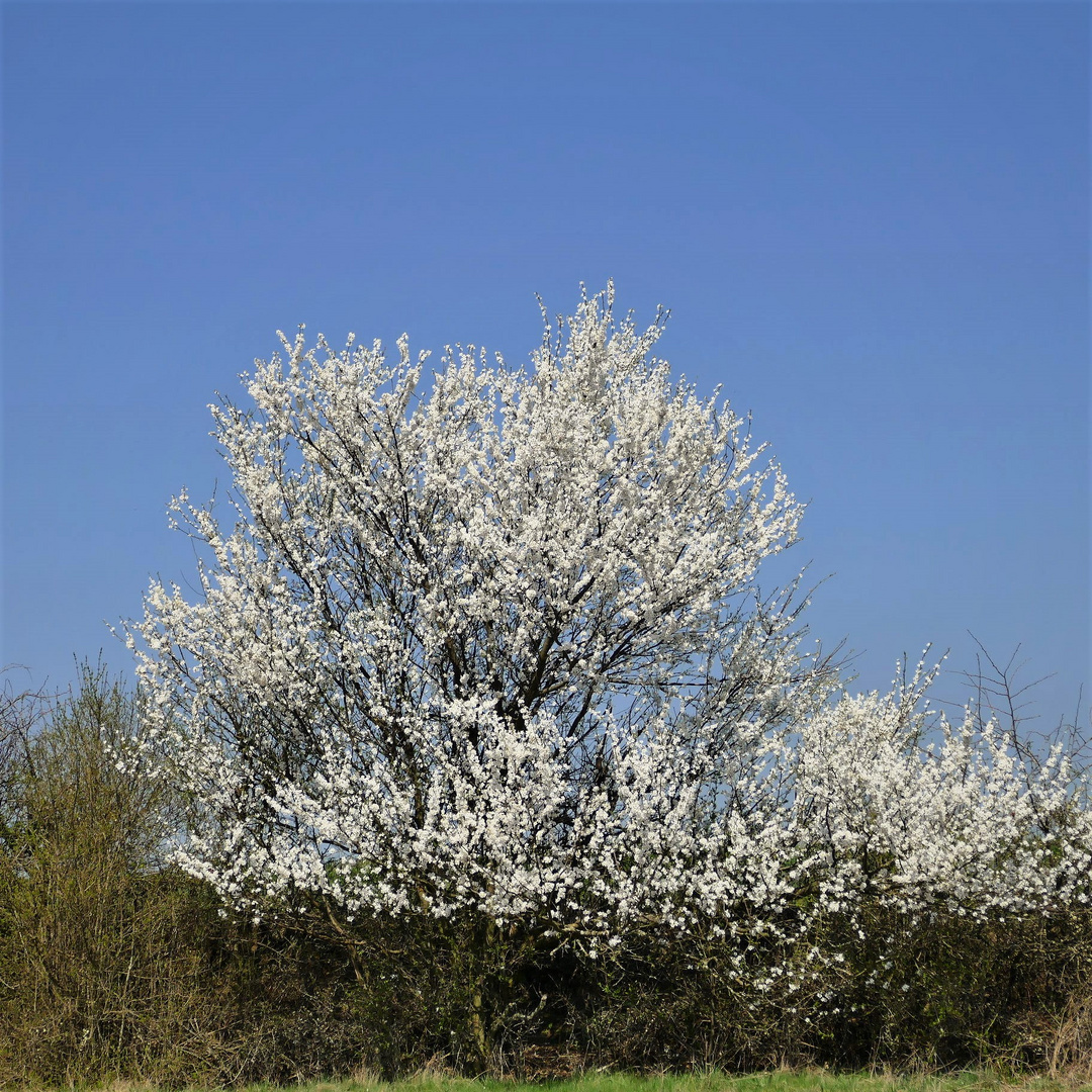 An den Frühling denken