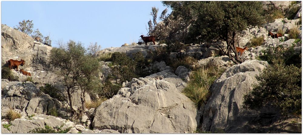 An den Hängen des Puig de Maria bei Pollensa