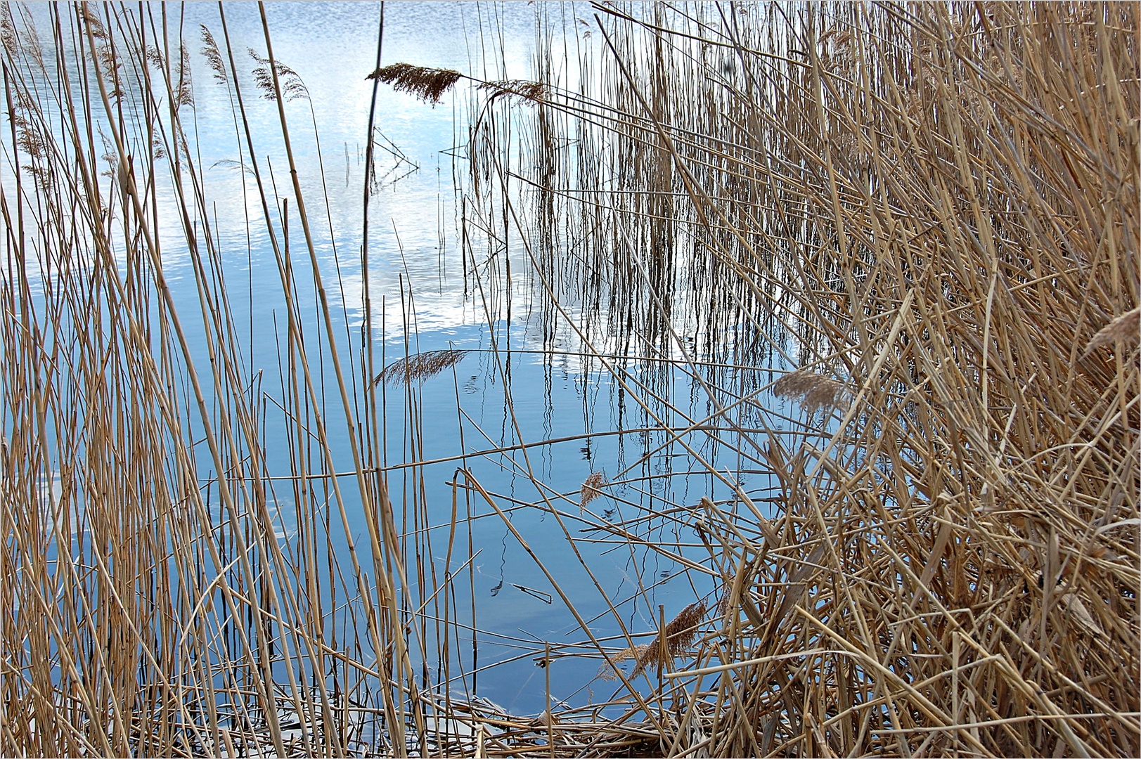 an den Linumer Teichen Foto & Bild schilf, teich, natur Bilder auf