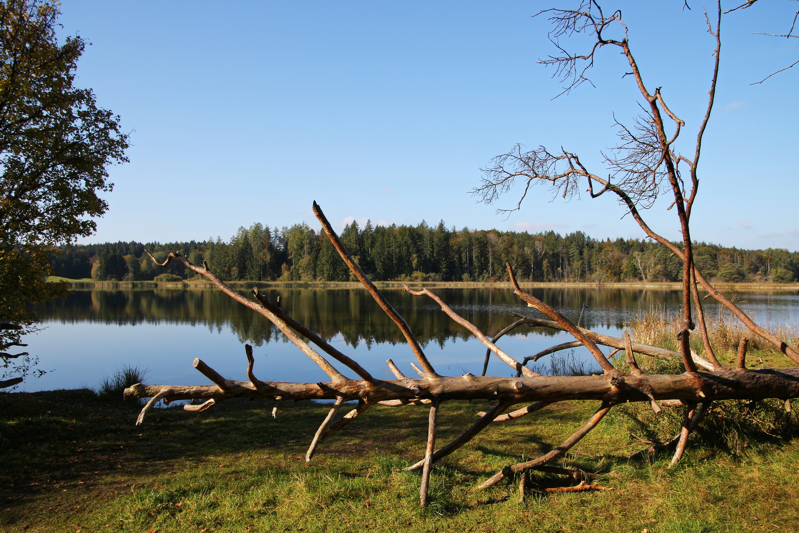 An den Osterseen zwischen Iffeldorf und Seeshaupt (2021_10_16_8519_ji)