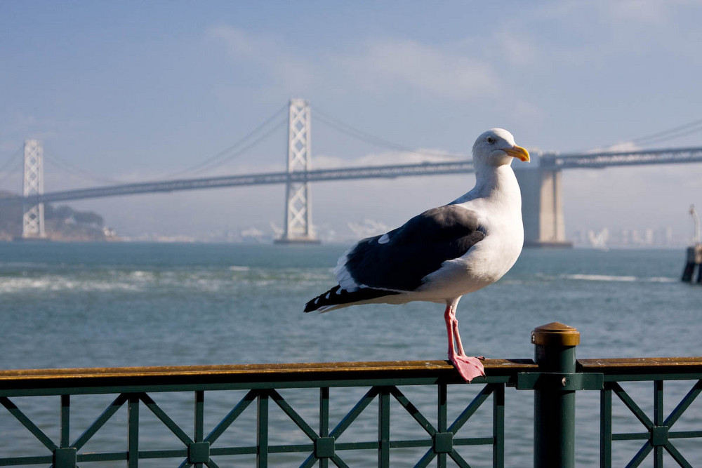 An den Piers in SF