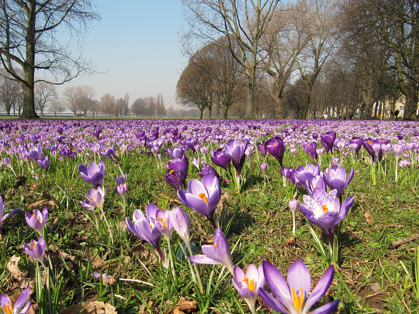 An den Rheinwiesen in Düsseldorf