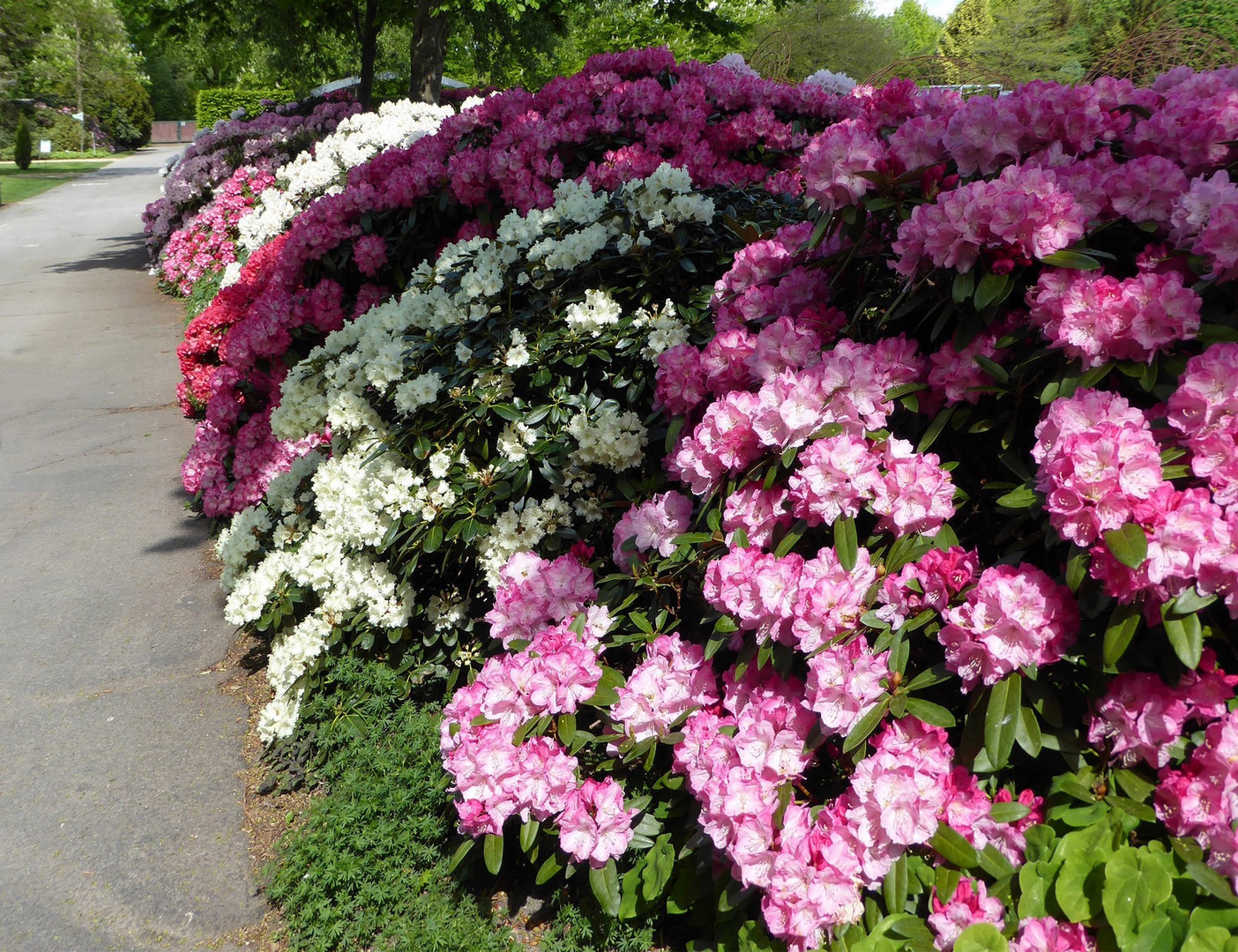 An den Rhododendren entlang Foto & Bild | jahreszeiten, frühling, natur ...