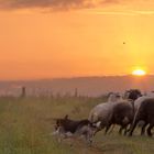 An den Schafen in der Morgensonne
