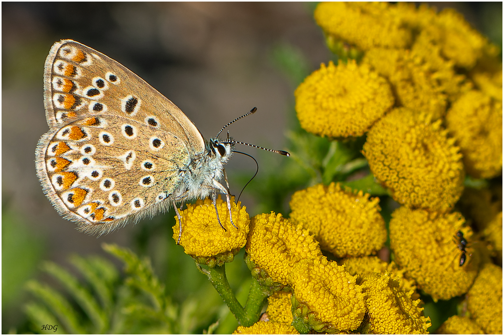 An den Sommer ... 