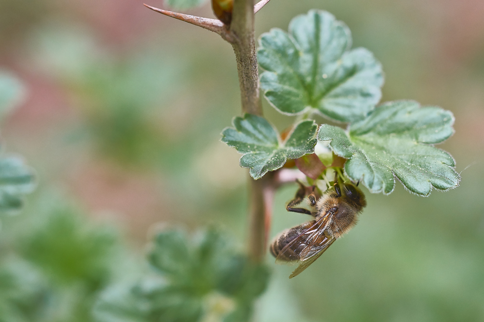 An den Stachelbeeren