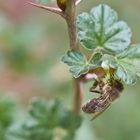 An den Stachelbeeren