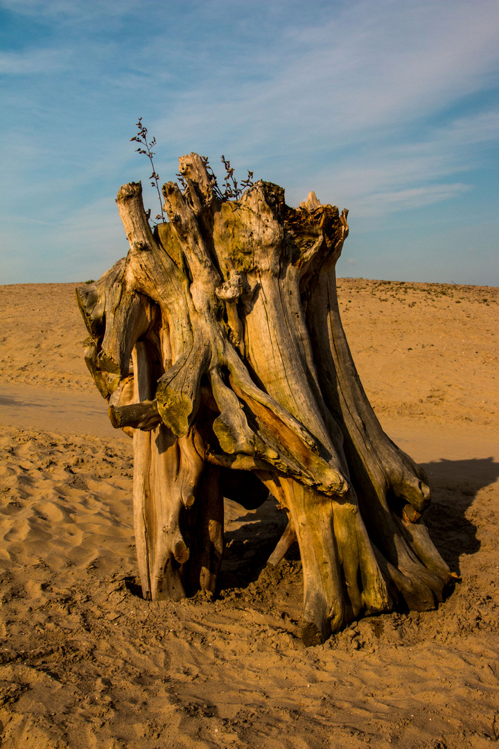 An den Strand gespült