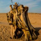 An den Strand gespült