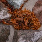 an den Strand gespült - Seetang an der Ostseeküste