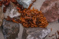 an den Strand gespült - Seetang an der Ostseeküste