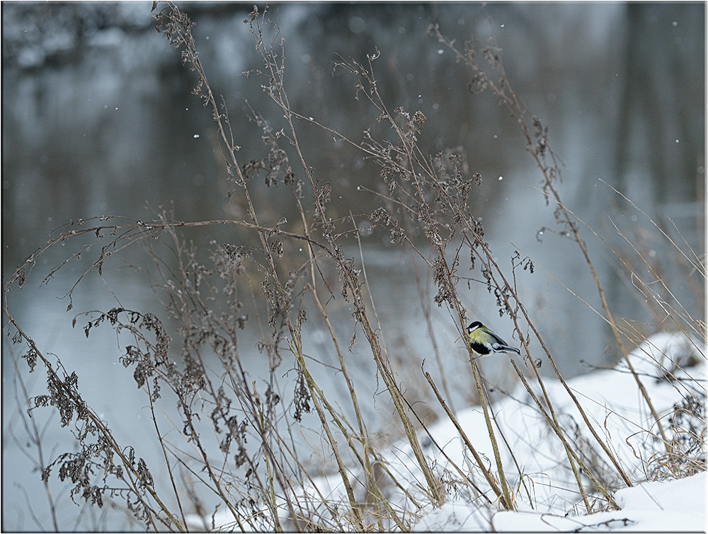 An den Ufern der Ems - Januar 13