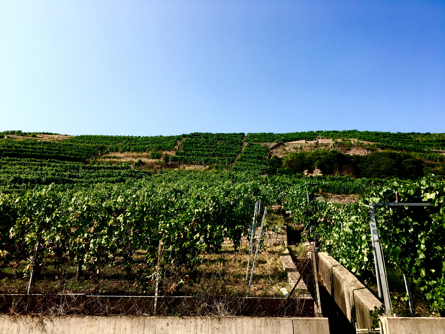 an den Weinbergen entlang