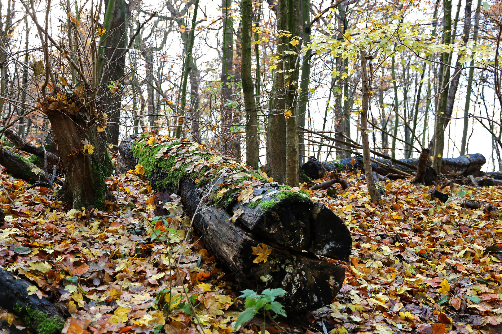 An der 6 Seen Platte der Baum