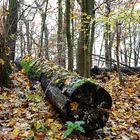 An der 6 Seen Platte der Baum