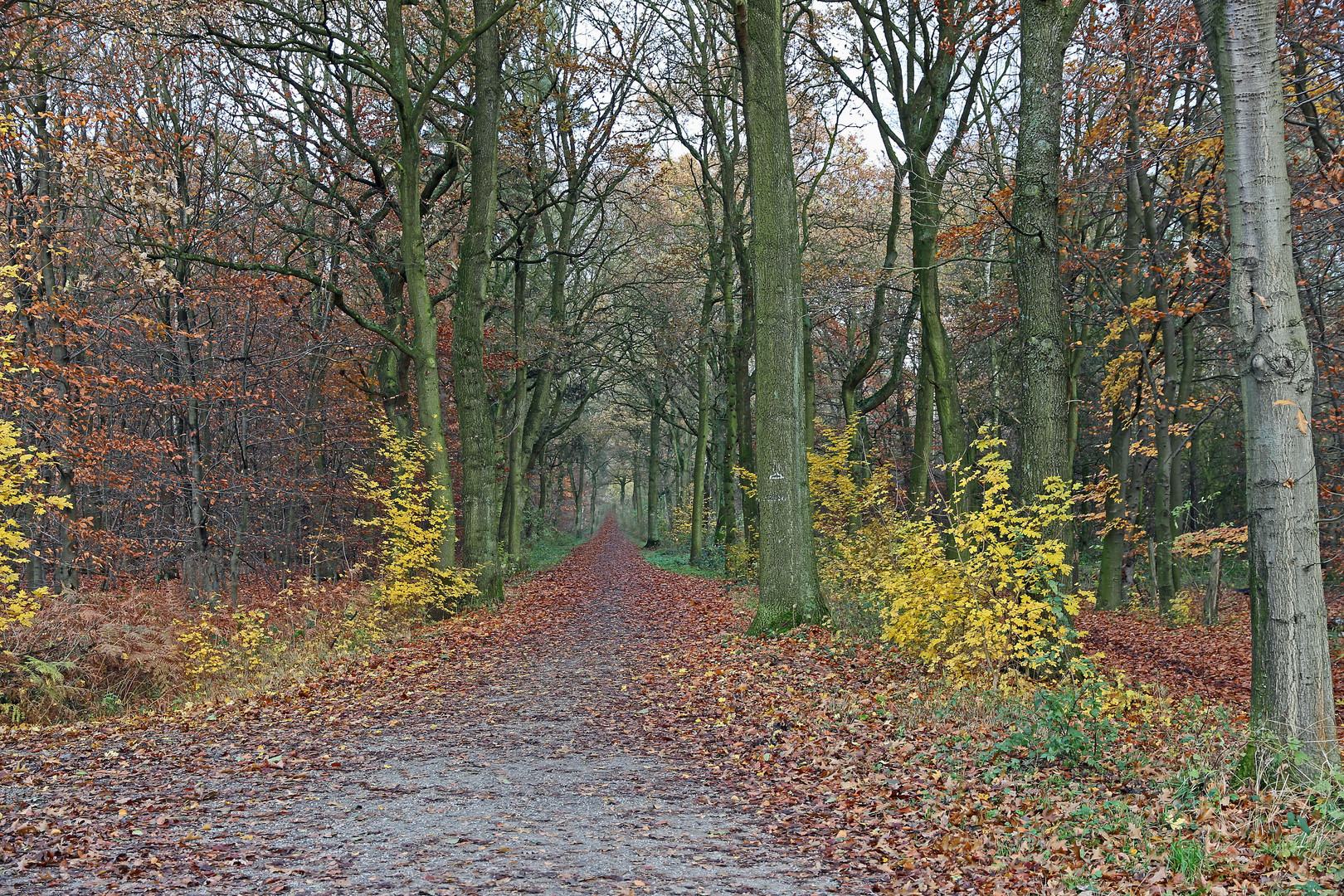 An der 6 Seen Platte im Wald