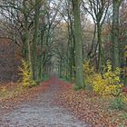 An der 6 Seen Platte im Wald