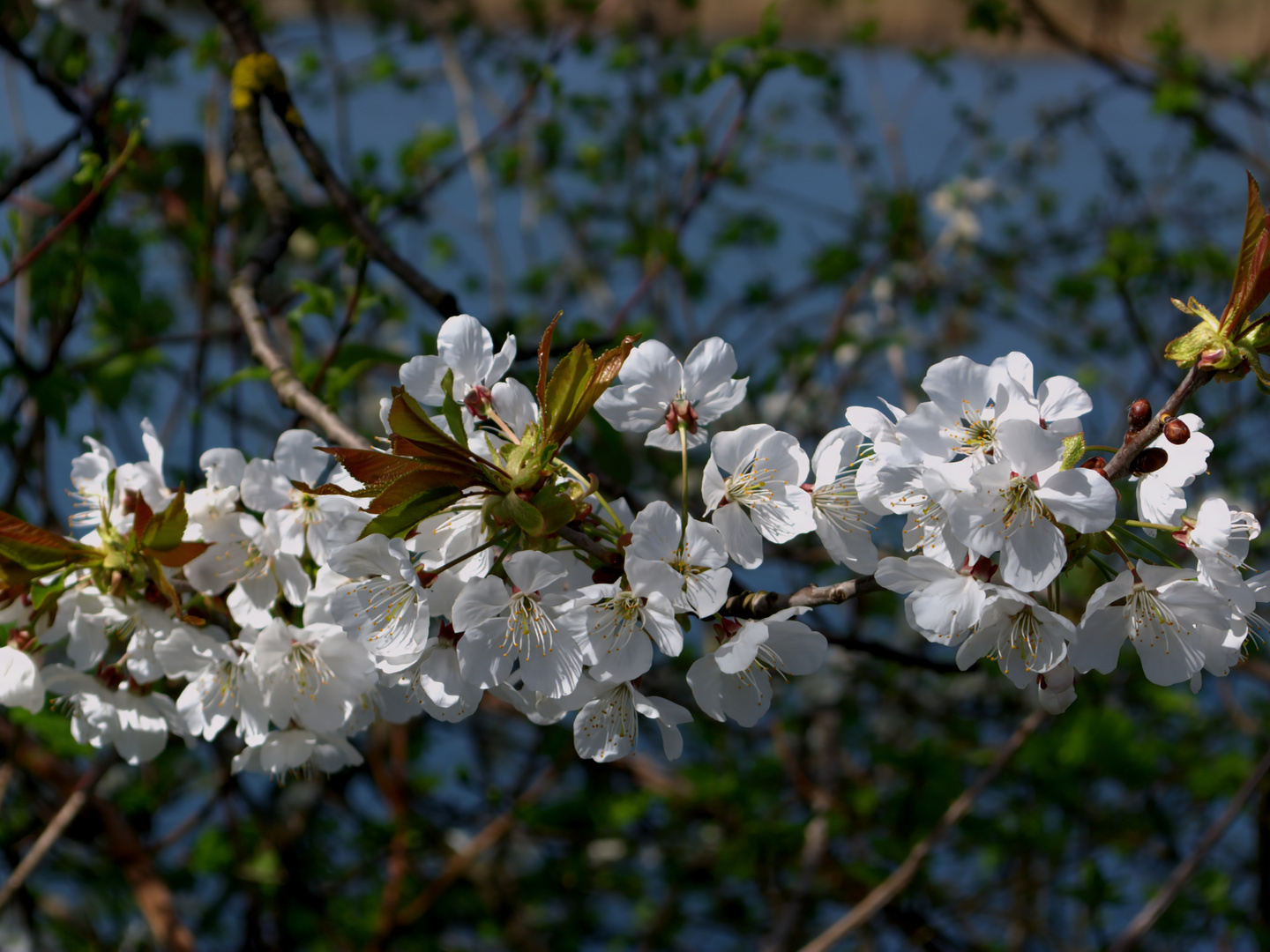 An der Aare 6. April 2024