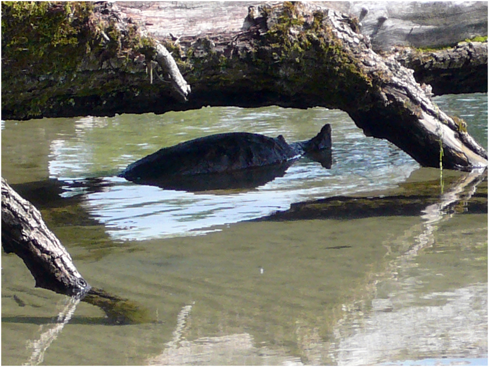 an der Aare entdeckt