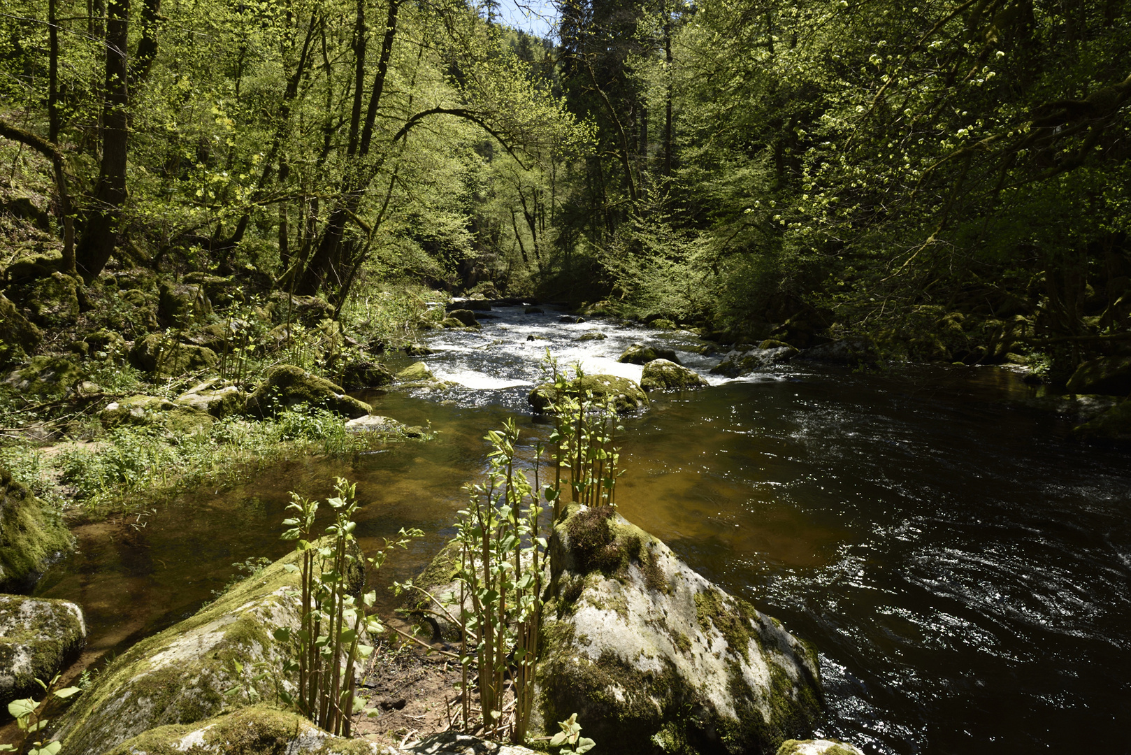 An der Alb des Hotzenwalds