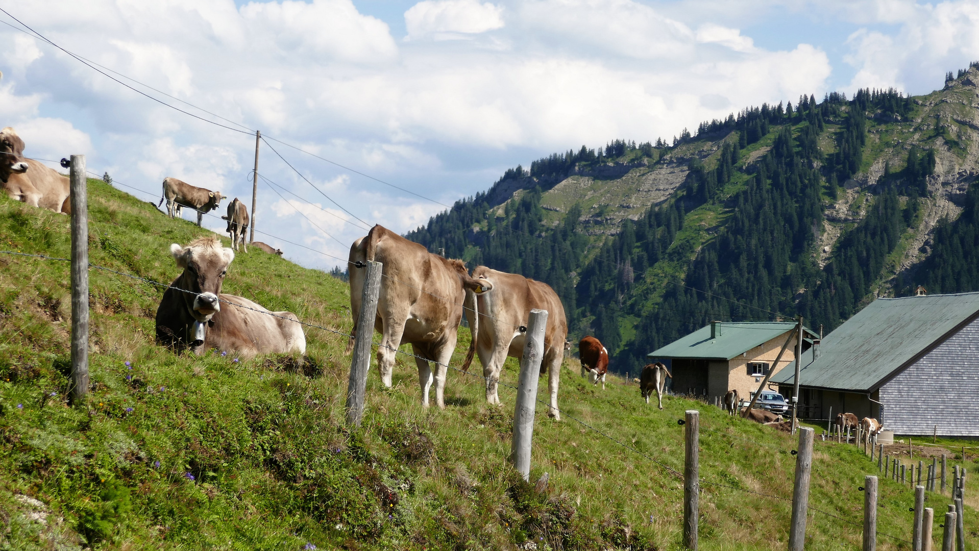 An der Alpe Seifenmoos