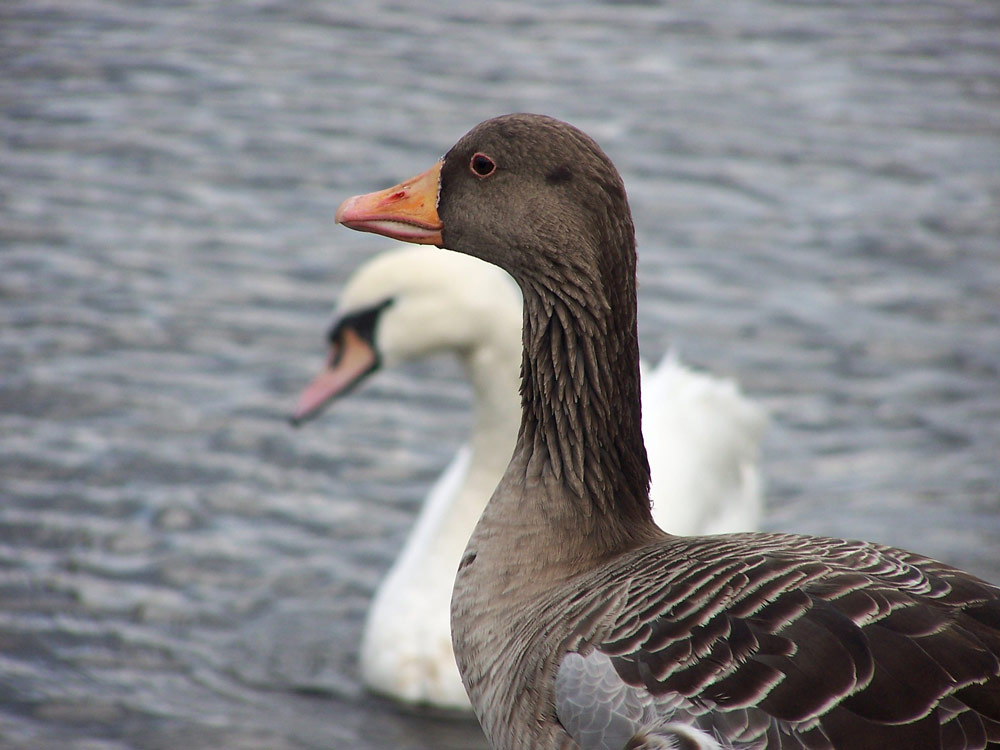 An der Alster läßt´s sich leben