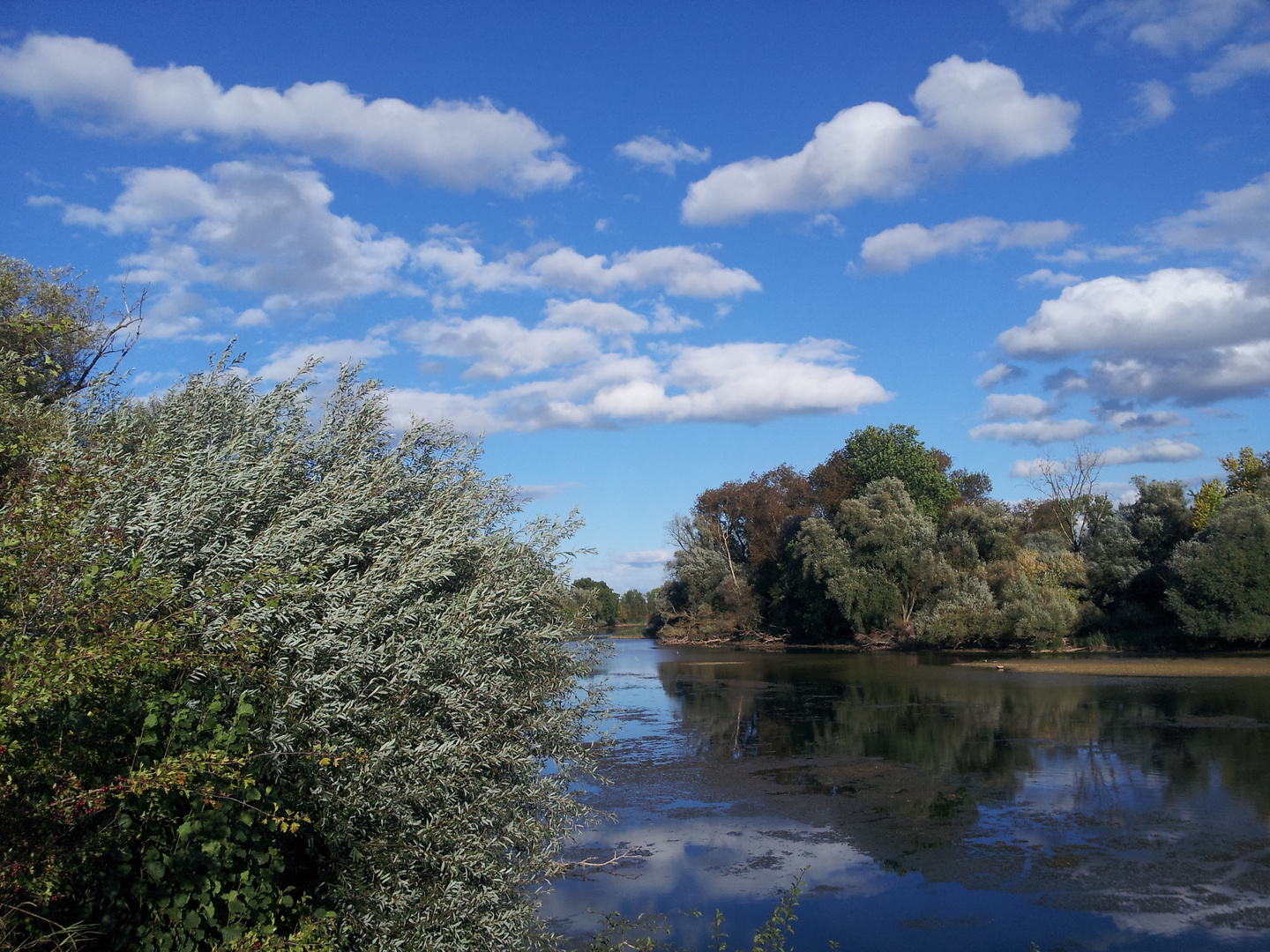 an der alten Aare, Naturschutzgebiet (02.10.16)