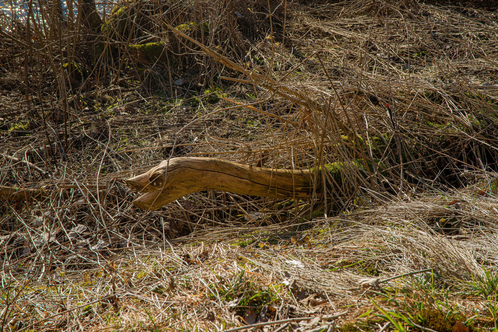 An der alten Donau