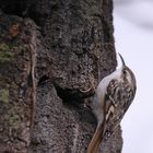 an der alten mächtigen Birke....