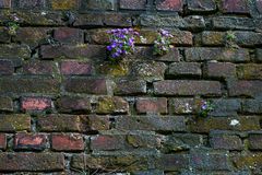 An der alten Mauer in Kaiserswerth.------------120_4632