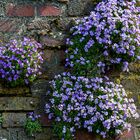 An der alten Mauer in Kaiserswerth....120_4626