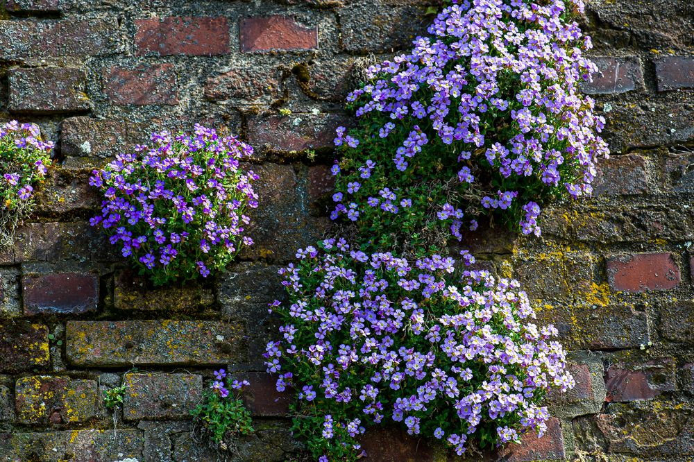 An der alten Mauer in Kaiserswerth....120_4626