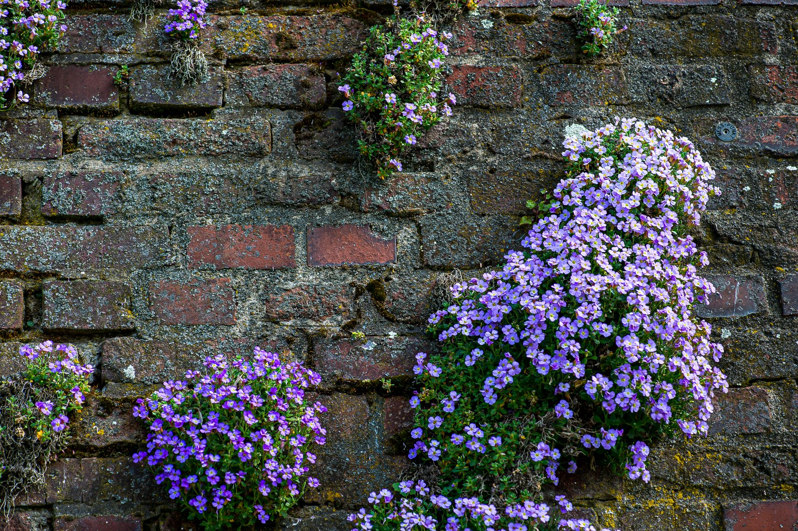 An der alten Mauer in Kaiserswerth..............120_4627