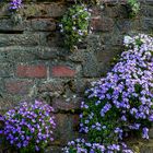 An der alten Mauer in Kaiserswerth..............120_4627