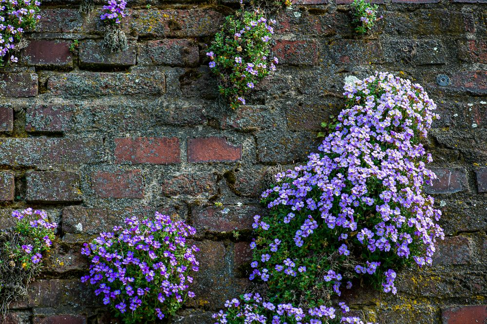 An der alten Mauer in Kaiserswerth..............120_4627