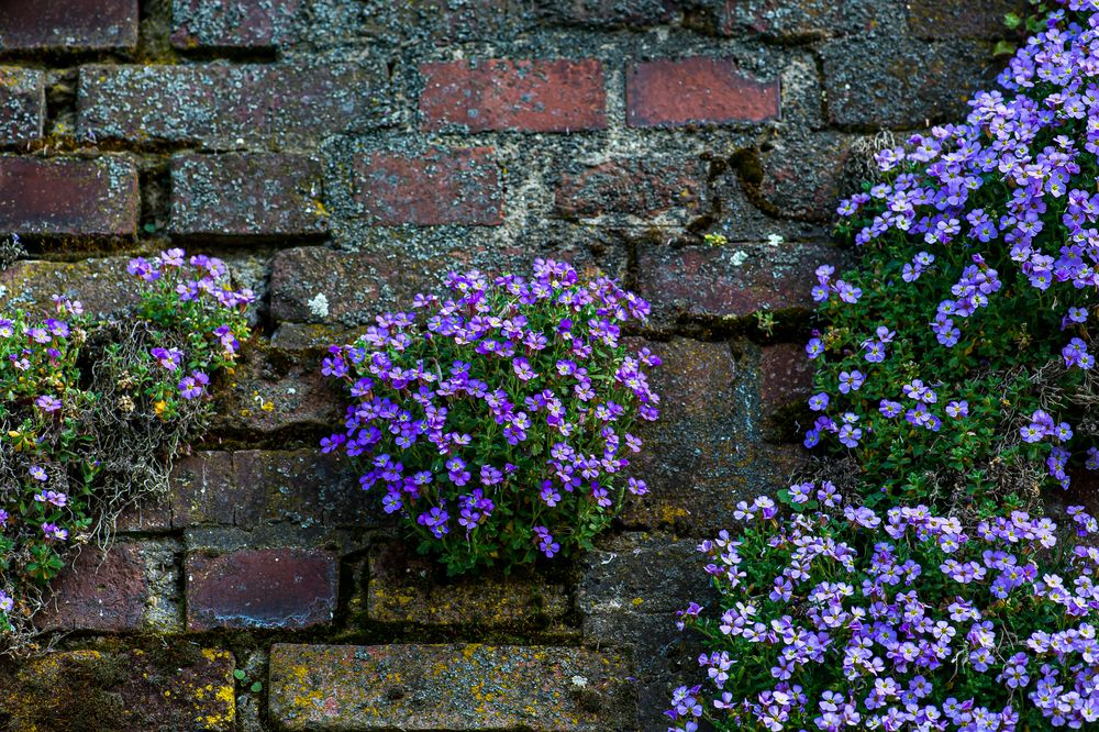 An der alten Mauer in Kaiserswerth.............120_4628