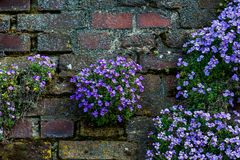 An der alten Mauer in Kaiserswerth.............120_4628