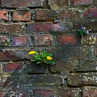 An der alten Mauer in Kaiserswerth.......120_4631