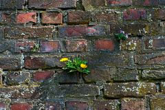 An der alten Mauer in Kaiserswerth.......120_4631