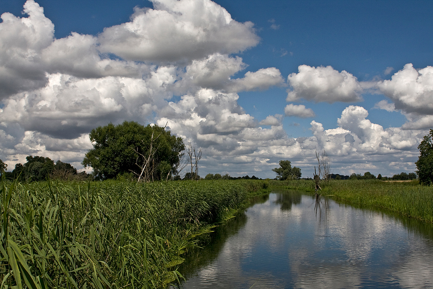 An der alten Oder bei Neuhardenberg