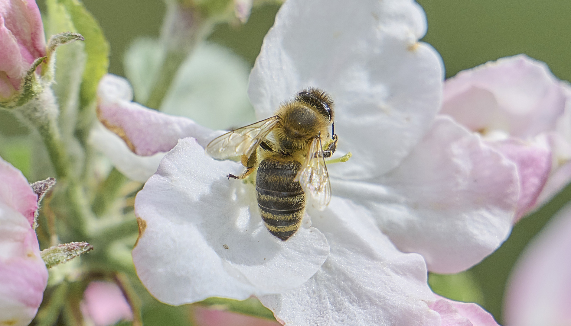 An der Apfelblüte